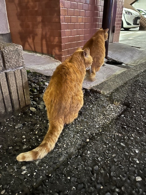 モフモフ、ゲットだぜ〜‼️｜写メ日記｜新人・はずき｜鶯谷 人妻デリヘル 人妻花かんざし