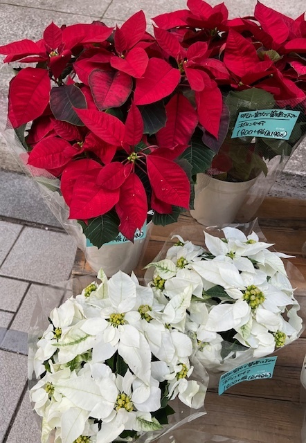 お寒むうございます。｜写メ日記｜新人・はずき｜鶯谷 人妻デリヘル 人妻花かんざし