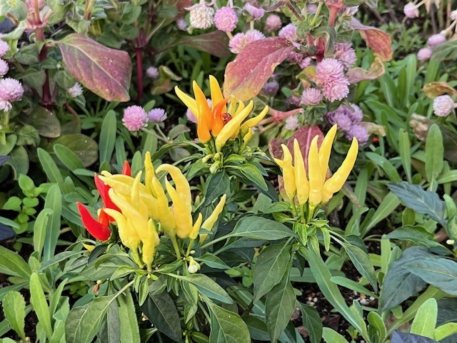 もう…。｜写メ日記｜新人・はずき｜鶯谷 人妻デリヘル 人妻花かんざし