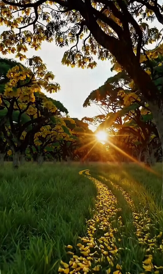 光の道を歩く朝