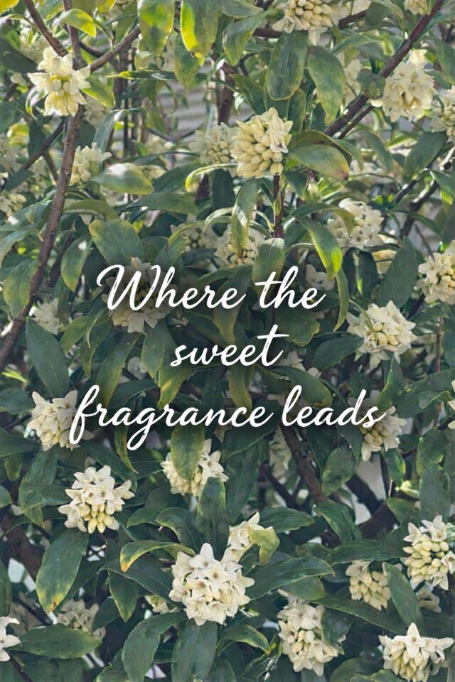 甘い香りの導くままに｜写メ日記｜ようこ｜鶯谷 人妻デリヘル 人妻花かんざし