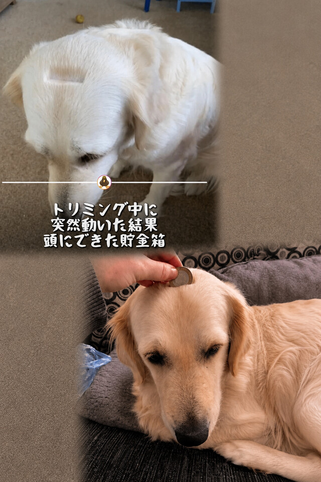 まさかの犬型ATM｜写メ日記｜ようこ｜鶯谷 人妻デリヘル 人妻花かんざし