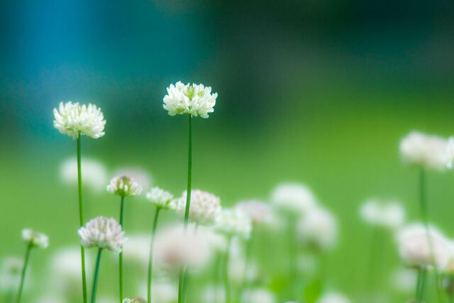 おはようございます｜写メ日記｜つばき｜鶯谷 人妻デリヘル 人妻花かんざし