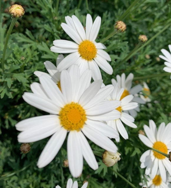25℃｜写メ日記｜つばき｜鶯谷 人妻デリヘル 人妻花かんざし