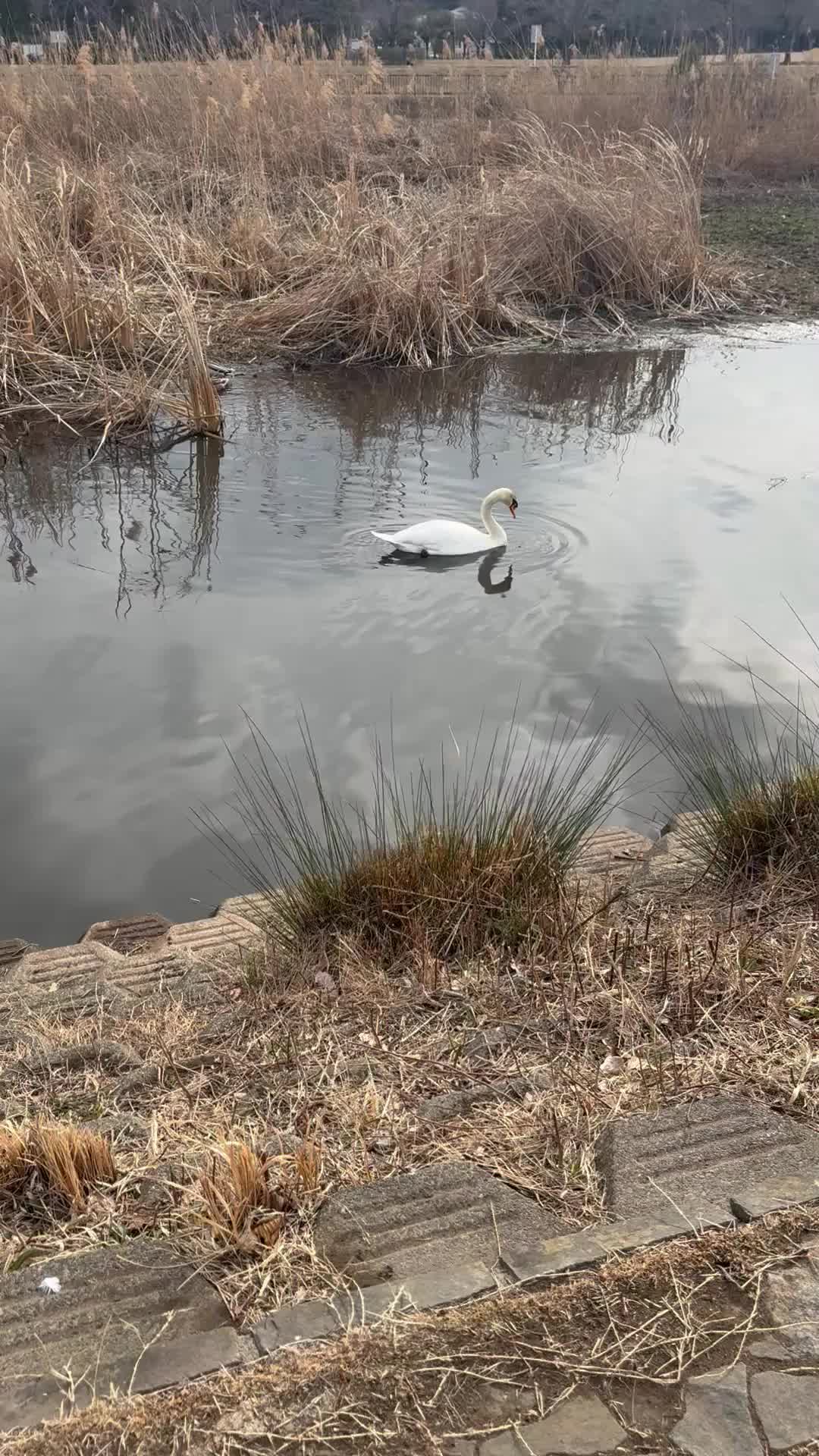 沼まで行ってみたわ(ﾟ∀ﾟ)