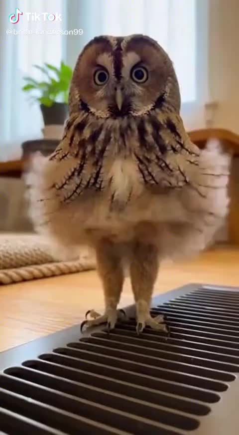 強剛母趾、痛むのよ＿|￣|○