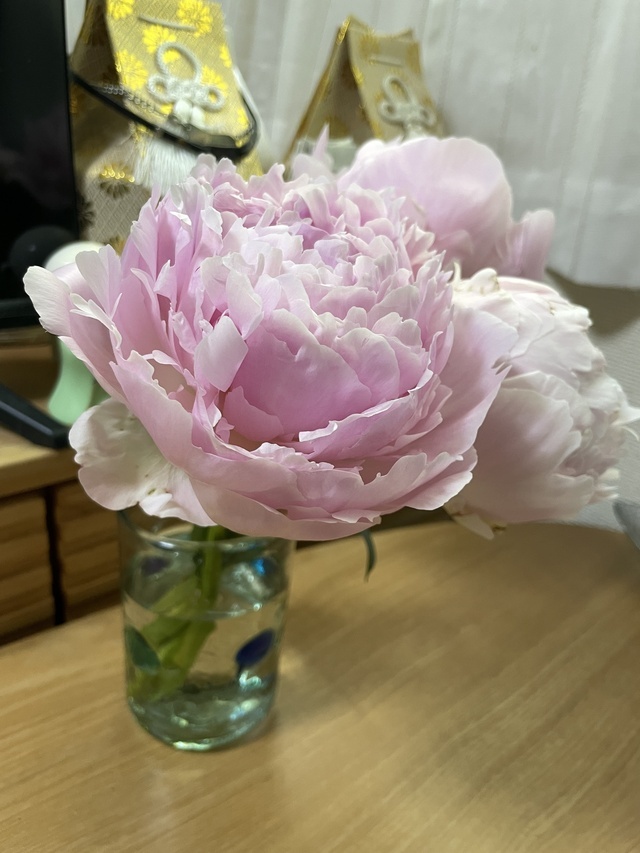 芍薬が好きだわ(ﾟ∀ﾟ)