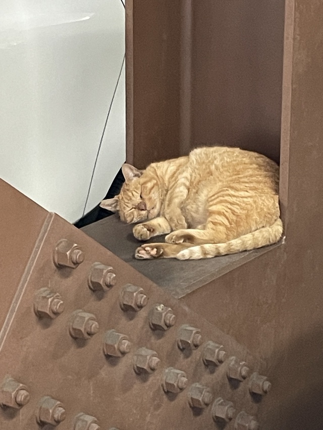 最近、見掛けないわ！｜写メ日記｜まりか｜鶯谷 人妻デリヘル 人妻花かんざし