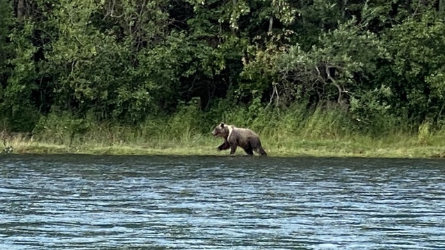 熊は冬眠したのかしらん？｜写メ日記｜まりか｜鶯谷 人妻デリヘル 人妻花かんざし
