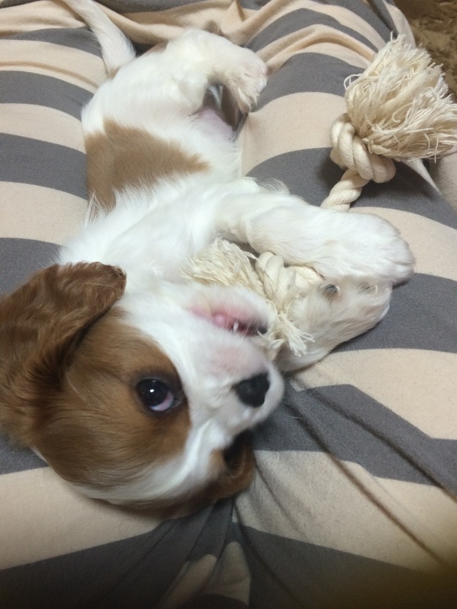 お休みするわよ！｜写メ日記｜まりか｜鶯谷 人妻デリヘル 人妻花かんざし