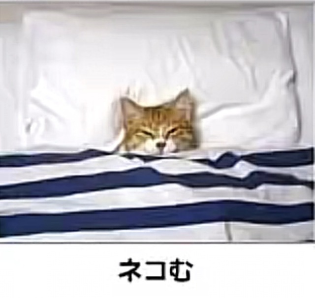 色々な不調が我が家を襲うのよ！