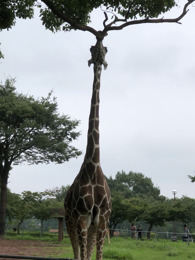 今日から始めたわ〜(ﾟ∀ﾟ)☆｜写メ日記｜まりか｜鶯谷 人妻デリヘル 人妻花かんざし