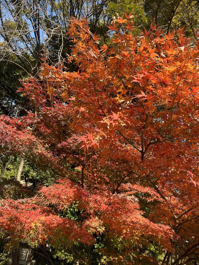 今日は😊｜写メ日記｜かおり｜鶯谷 人妻デリヘル 人妻花かんざし