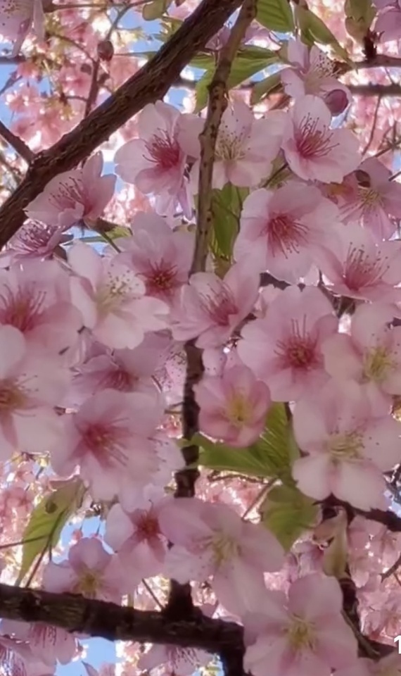 ありがとう😆｜写メ日記｜かおり｜鶯谷 人妻デリヘル 人妻花かんざし
