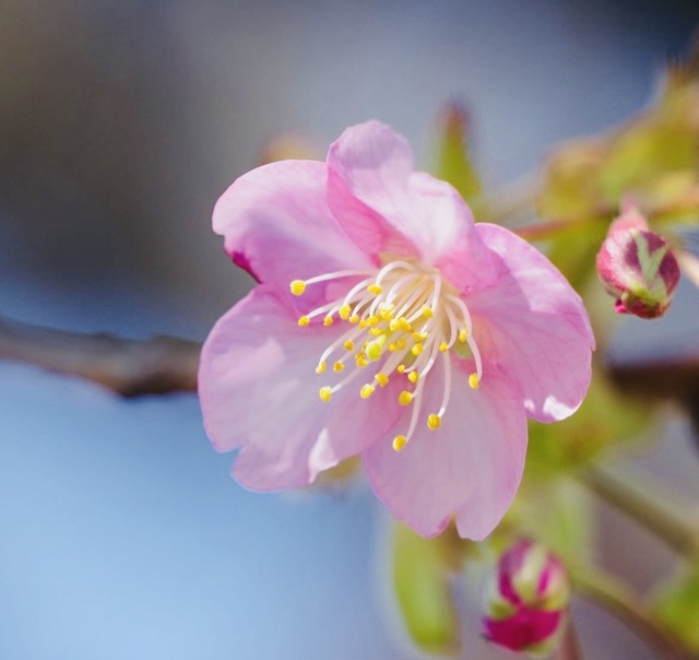 2月のお礼🌸｜写メ日記｜かおり｜鶯谷 人妻デリヘル 人妻花かんざし