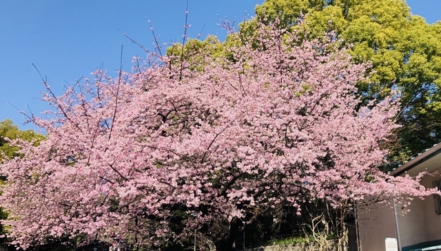 ありがとう😊｜写メ日記｜かおり｜鶯谷 人妻デリヘル 人妻花かんざし