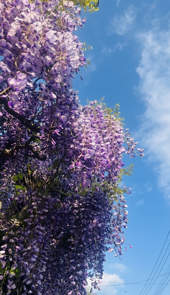 今日は😆｜写メ日記｜かおり｜鶯谷 人妻デリヘル 人妻花かんざし