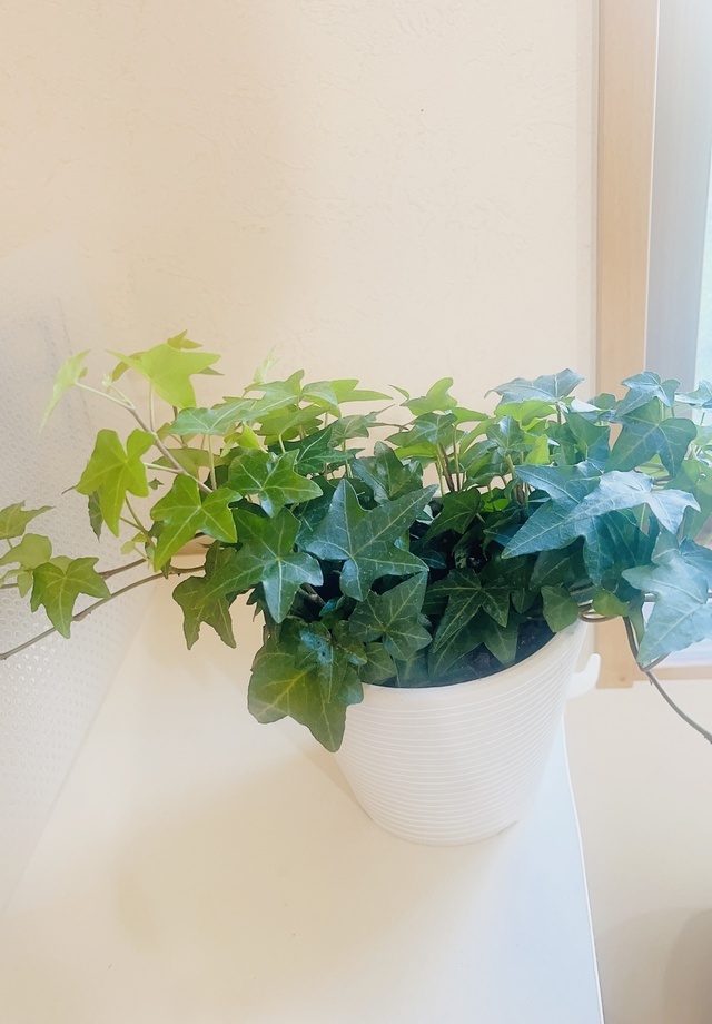 お休みは😆｜写メ日記｜かおり｜鶯谷 人妻デリヘル 人妻花かんざし