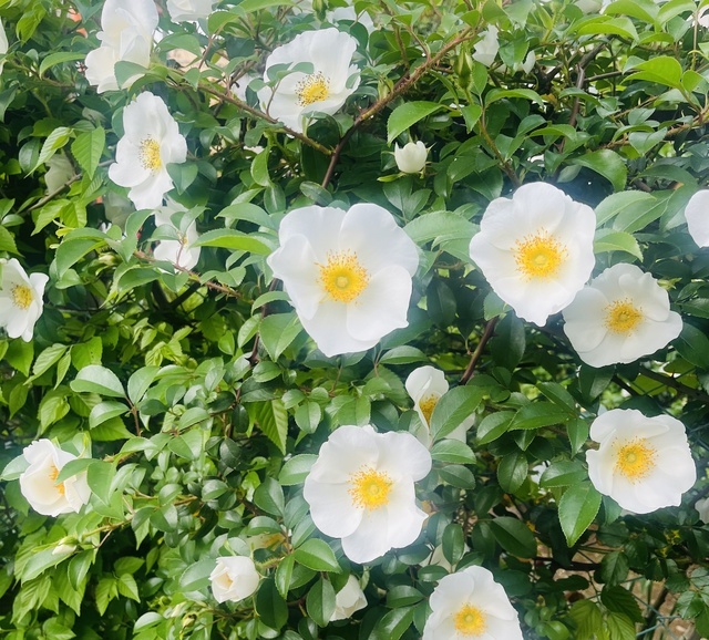 ありがとう😊｜写メ日記｜かおり｜鶯谷 人妻デリヘル 人妻花かんざし