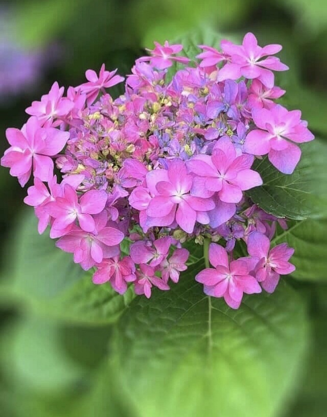 ありがとう😊｜写メ日記｜かおり｜鶯谷 人妻デリヘル 人妻花かんざし