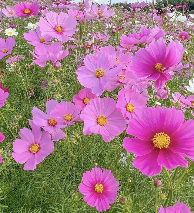ありがとう😆｜写メ日記｜かおり｜鶯谷 人妻デリヘル 人妻花かんざし