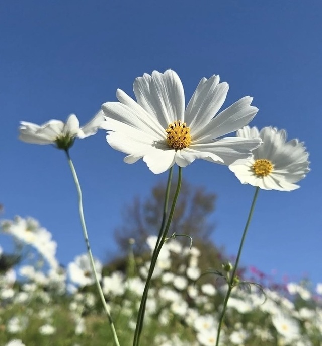 8月のお礼🌸｜写メ日記｜かおり｜鶯谷 人妻デリヘル 人妻花かんざし