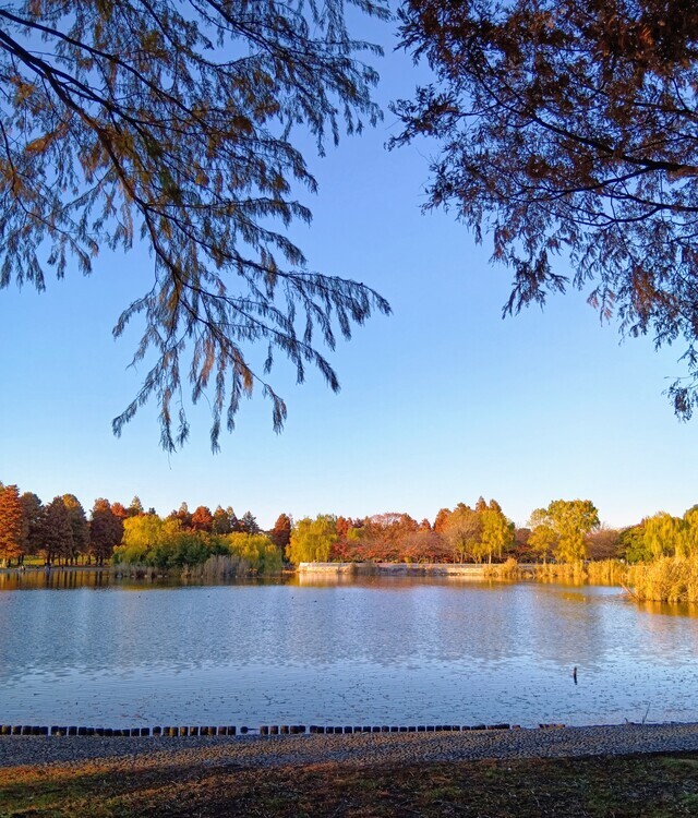 お散歩コース｜写メ日記｜みさき｜鶯谷 人妻デリヘル 人妻花かんざし