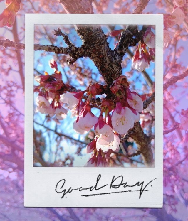 ポッカポカ｜写メ日記｜みさき｜鶯谷 人妻デリヘル 人妻花かんざし