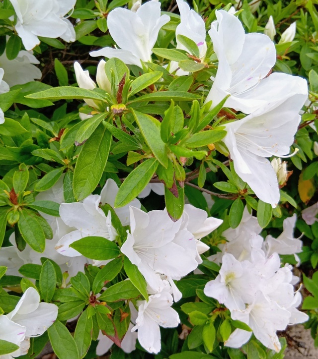 公園散歩｜写メ日記｜みさき｜鶯谷 人妻デリヘル 人妻花かんざし