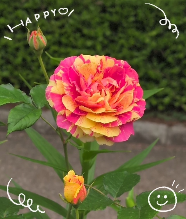 可愛い〜🩷｜写メ日記｜さやか｜鶯谷 人妻デリヘル 人妻花かんざし