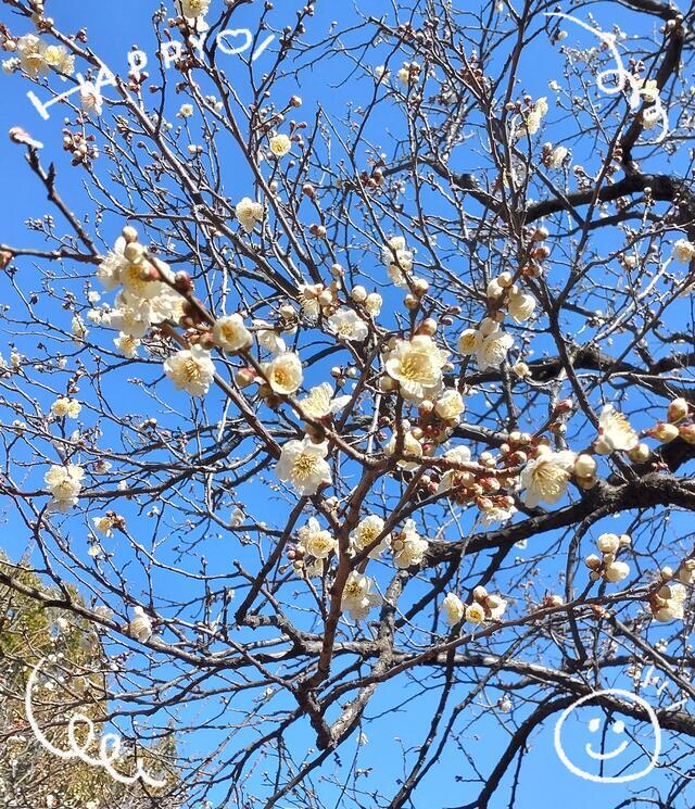 梅の花の季節✨｜写メ日記｜さやか｜鶯谷 人妻デリヘル 人妻花かんざし