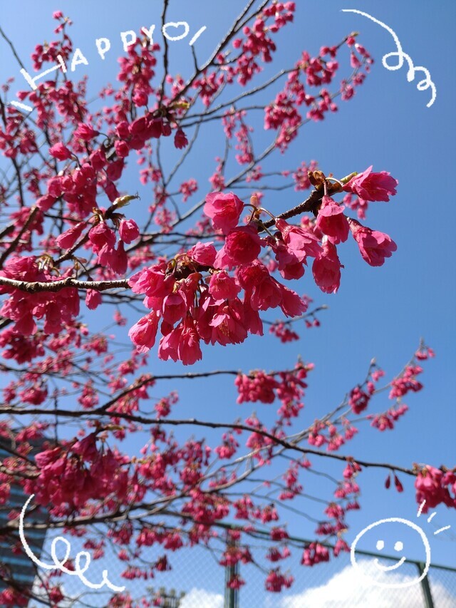 もうすぐ春ですね〜♪🌸