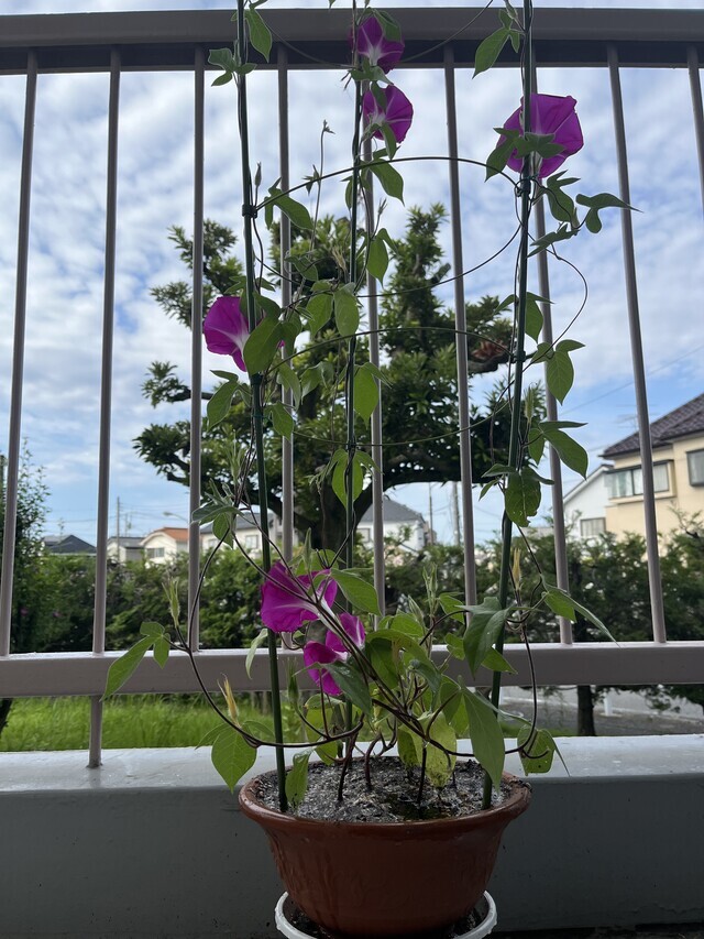 いっぱいです｜写メ日記｜あおい｜鶯谷 人妻デリヘル 人妻花かんざし