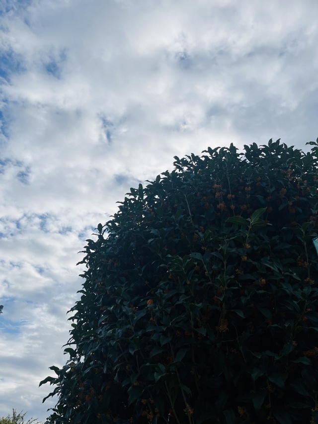 だいすきです｜写メ日記｜あおい｜鶯谷 人妻デリヘル 人妻花かんざし