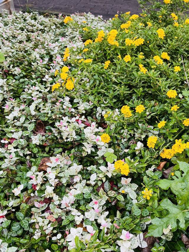 お寒うございます｜写メ日記｜あおい｜鶯谷 人妻デリヘル 人妻花かんざし