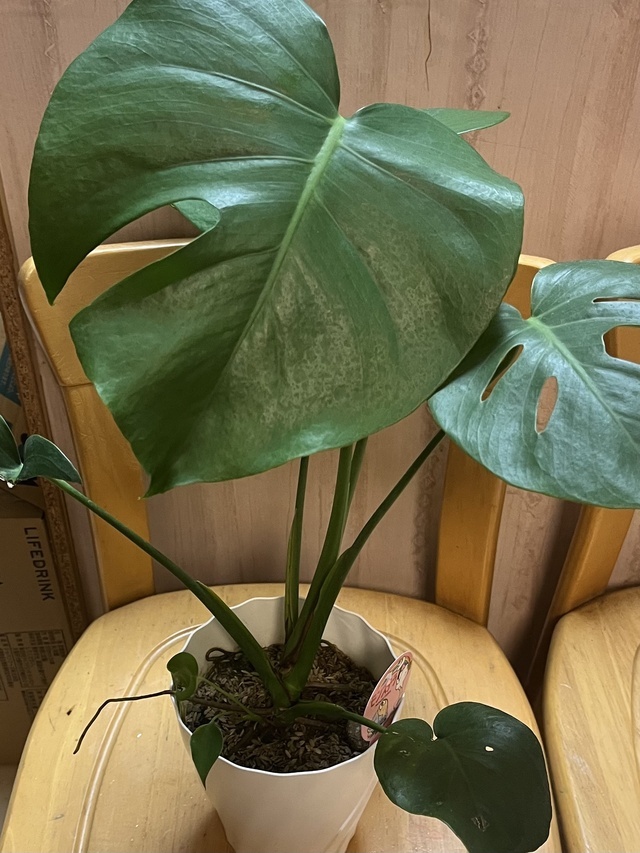 ガマンできなかったのです｜写メ日記｜あおい｜鶯谷 人妻デリヘル 人妻花かんざし