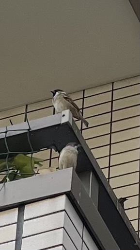 まるまるまるまる｜写メ日記｜あおい｜鶯谷 人妻デリヘル 人妻花かんざし