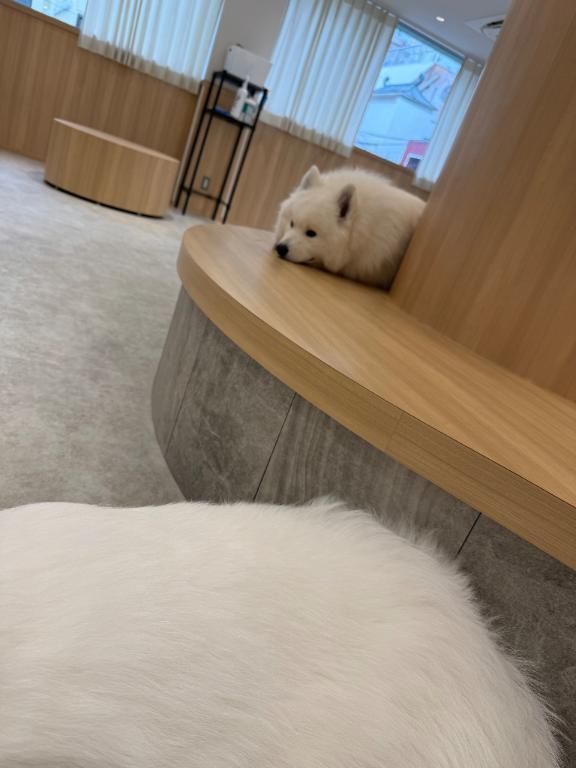 本日‼️｜写メ日記｜いちか★SS級！女子アナの卵★｜鶯谷 一般デリヘル 鶯谷Tiara～ティアラ～