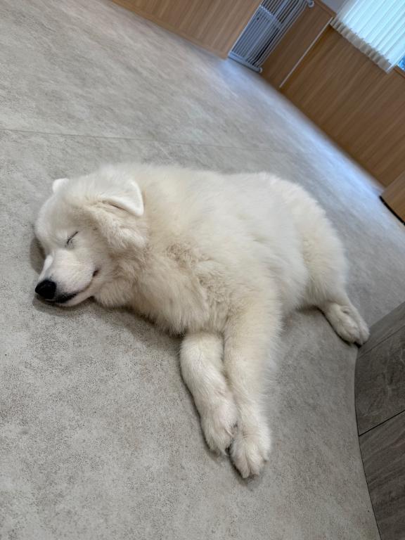 迷っちゃうね〜｜写メ日記｜いちか★SS級！女子アナの卵★｜鶯谷 一般デリヘル 鶯谷Tiara～ティアラ～