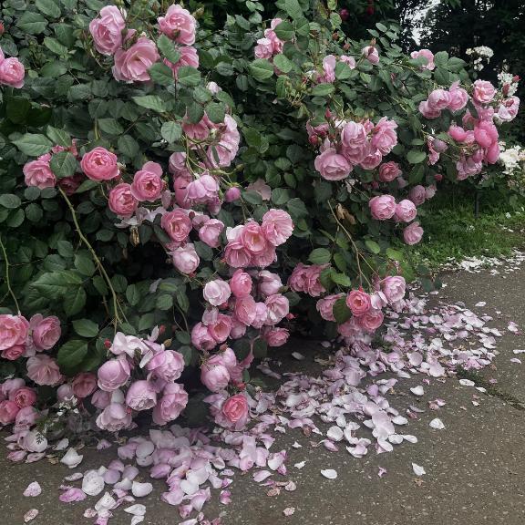 ごめんなさい｜写メ日記｜いちか★SS級！女子アナの卵★｜鶯谷 一般デリヘル 鶯谷Tiara～ティアラ～