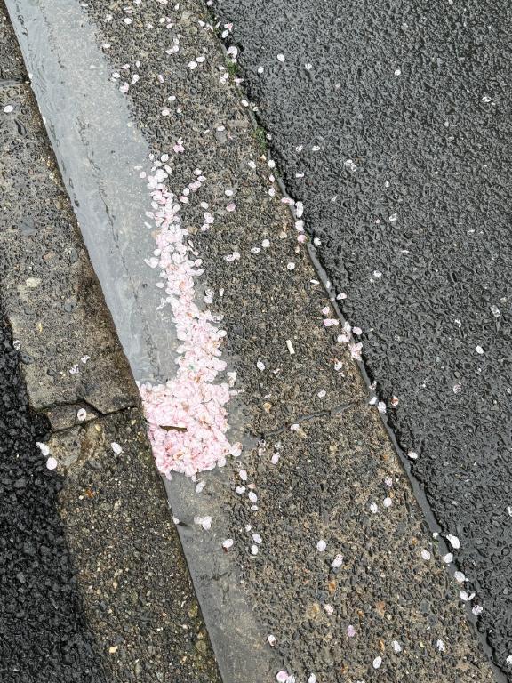 桜雨｜写メ日記｜いちか★SS級！女子アナの卵★｜鶯谷 一般デリヘル 鶯谷Tiara～ティアラ～