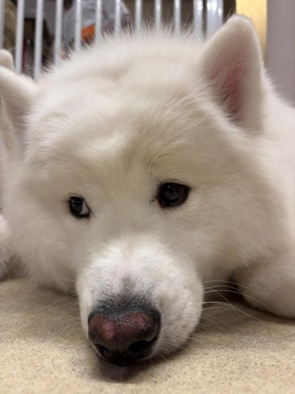 ラスト60分🈳｜写メ日記｜まひる★柏木由紀似の清楚系美女｜鶯谷 一般デリヘル 鶯谷Tiara～ティアラ～