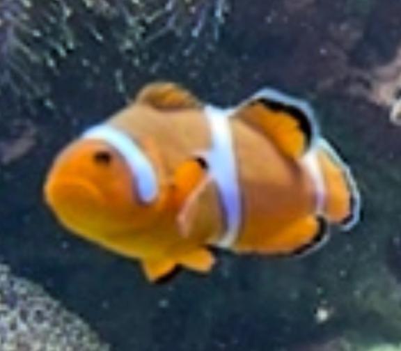 ニモ｜写メ日記｜ましろ★S級完未！坂道研究生★｜鶯谷 一般デリヘル 鶯谷Tiara～ティアラ～