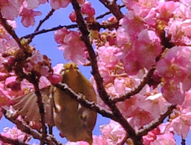 おはようございます🌸｜写メ日記｜サラ｜大塚・巣鴨 人妻デリヘル オトナのマル秘最前線!!