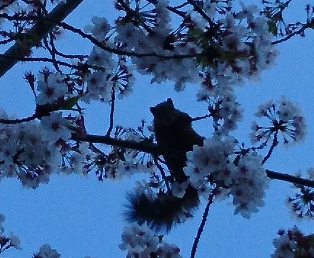 こんにちは🌷｜写メ日記｜サラ｜大塚・巣鴨 人妻デリヘル オトナのマル秘最前線!!