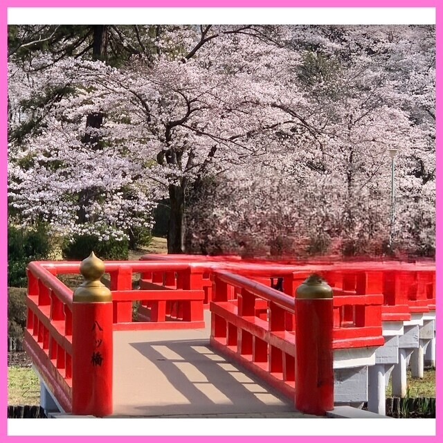 こんばんは🌸｜写メ日記｜ミヒロ｜大塚・巣鴨 人妻デリヘル オトナのマル秘最前線!!