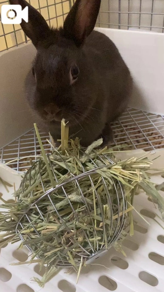 うさぎちゃんと一緒🐰🐾🤎|写メ日記|橋本じゅり(はしもとじゅり)|鶯谷 人妻デリヘル 鶯谷ナンバーワン