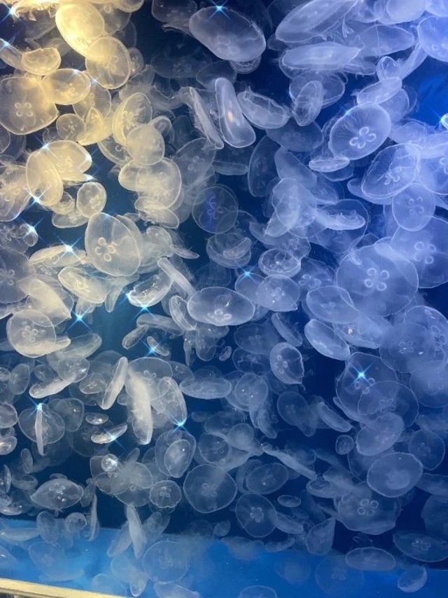 こんばんは｜写メ日記｜如月かい(きさらぎかい)｜鶯谷 人妻デリヘル 鶯谷ナンバーワン