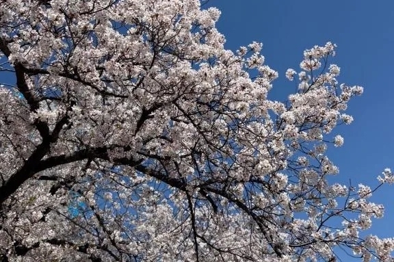 またまた🌸｜写メ日記｜高橋麻衣(たかはしまい)｜鶯谷 人妻デリヘル 鶯谷ナンバーワン