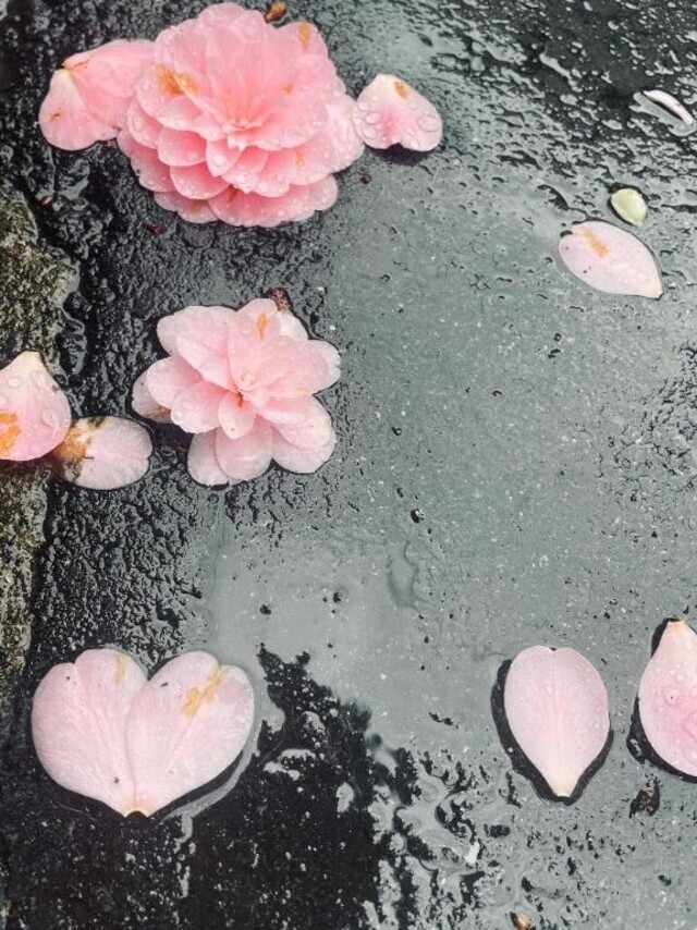 散っても美しい｜写メ日記｜一色ゆづき(いっしきゆづき)｜鶯谷 人妻デリヘル 鶯谷ナンバーワン